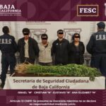 DESTRUYEN FUERZA ESTATAL Y FGR PLANTÍO DE MARIHUANA; HAY 4 PERSONAS DETENIDAS